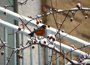 A robin pecks at a fruit bud amongst snow-covered branches.